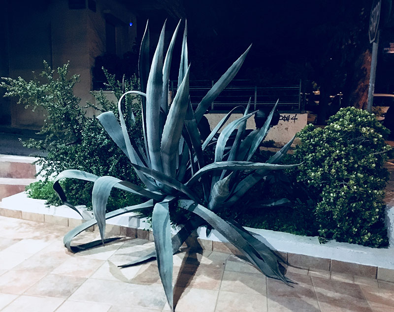 agave