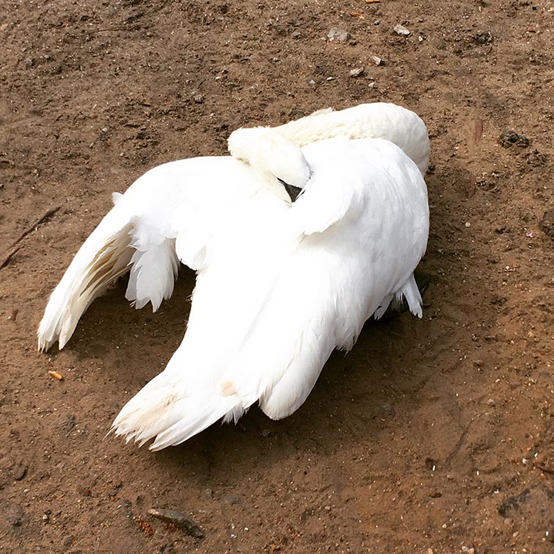 cygne